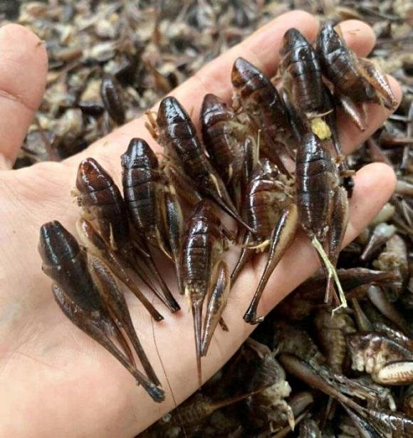 Lạng Sơn, tôm rừng, đặc sản