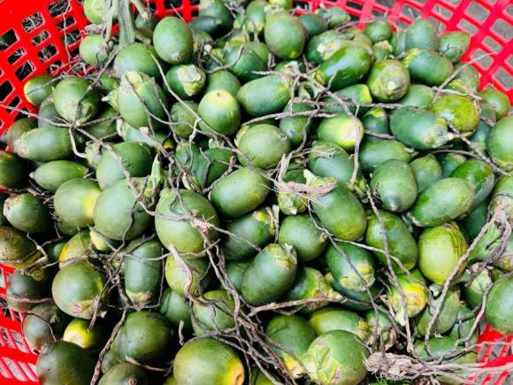 trồng cau, thu nhập từ trồng cau, kiến thức