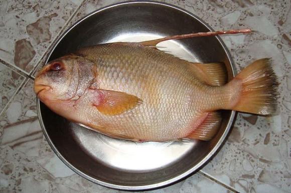 Cá bống tượng, công dụng của cá