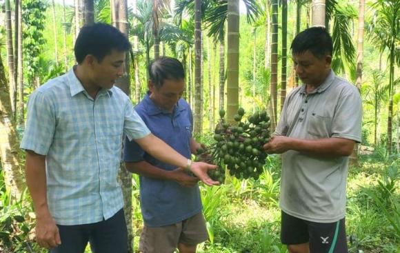 trồng cau, thu nhập từ trồng cau, kiến thức