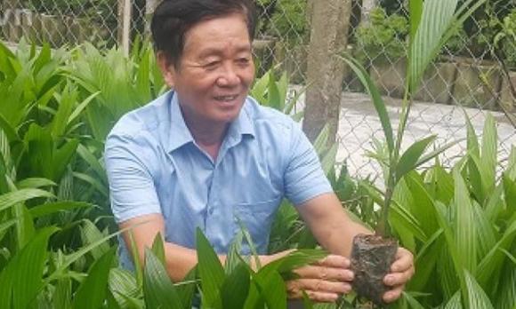 trồng cau, thu nhập từ trồng cau, kiến thức