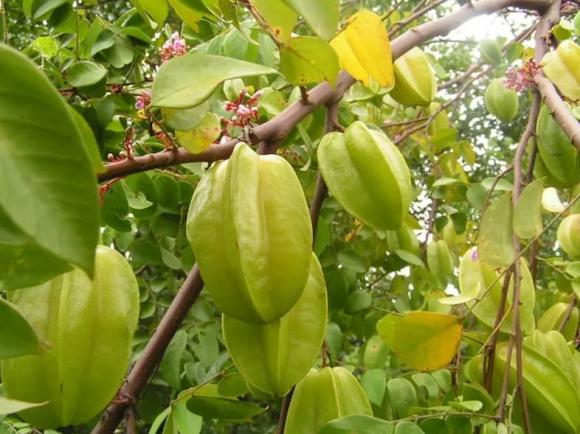 cây khế, trồng cây khế, kiến thức