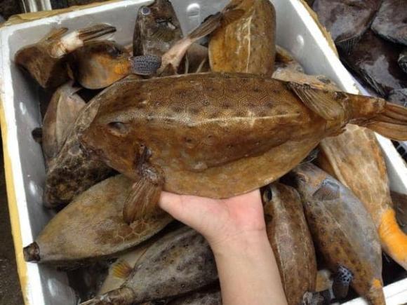 cá bò hòm, loại cá, cá ngon như thịt gà, kiến thức