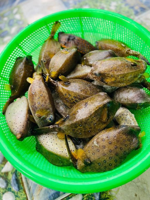 cá bò hòm, loại cá, cá ngon như thịt gà, kiến thức