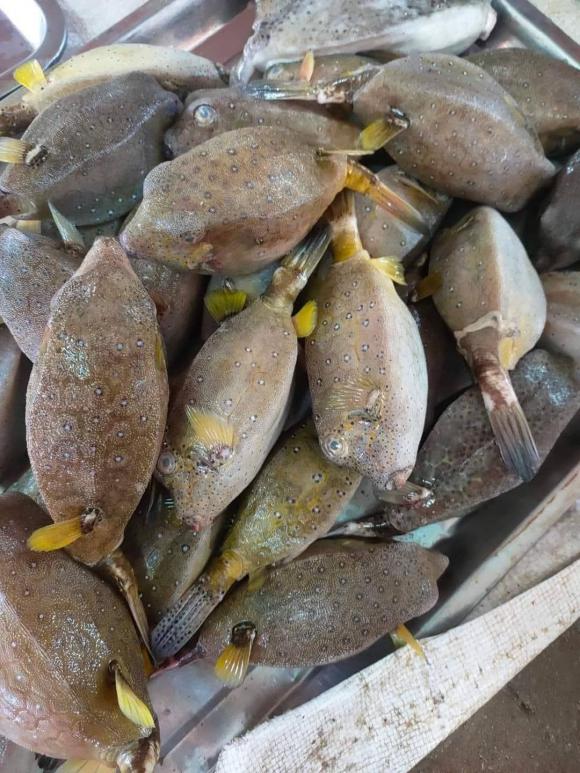 cá bò hòm, loại cá, cá ngon như thịt gà, kiến thức