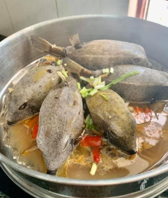 cá bò hòm, loại cá, cá ngon như thịt gà, kiến thức
