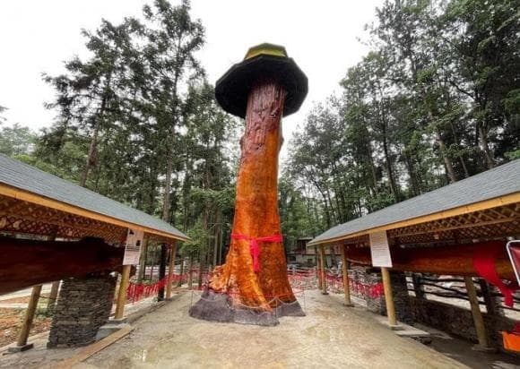 Gỗ quý hiếm, gỗ Nanmu vàng, kiến thức