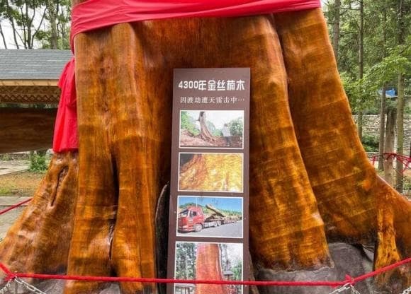 Gỗ quý hiếm, gỗ Nanmu vàng, kiến thức
