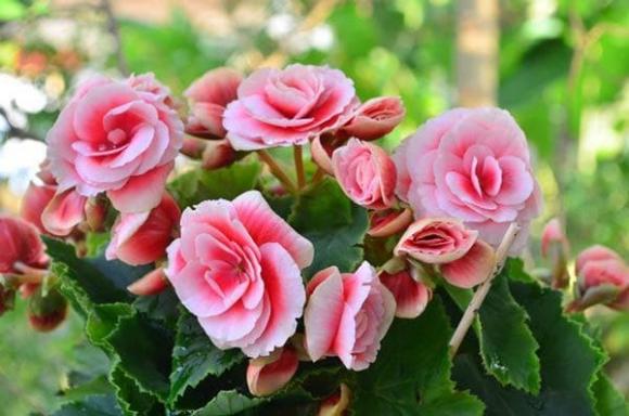 Cây hoa phong thuỷ, Hoa mẫu đơn, Hoa hải đường