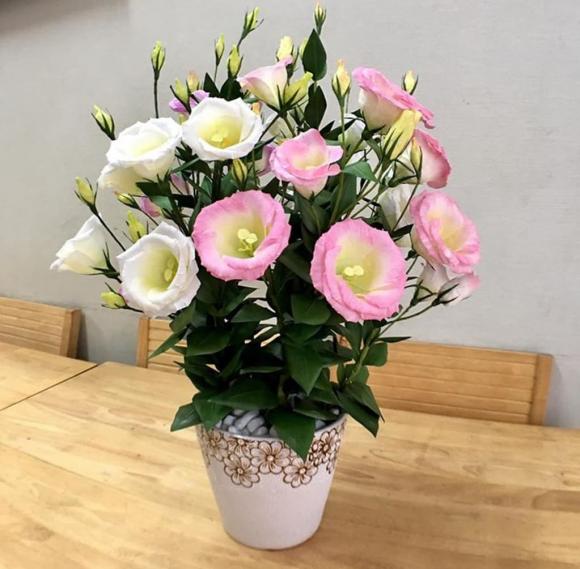 Cây hoa phong thuỷ, Hoa mẫu đơn, Hoa hải đường