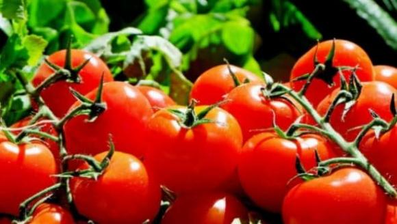 Cà chua, công dụng của cà chua