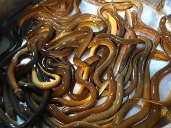 Lươn trông trăng, Bài học người xưa, kiến thức