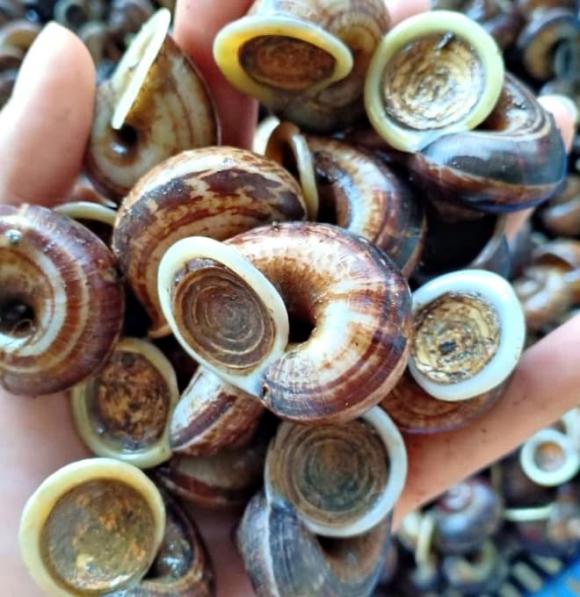 đặc sản, Hòa Bình, ốc đá