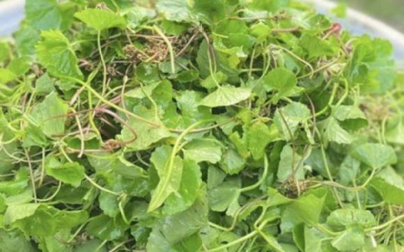 Chống rụng tóc,  kích thích mọc tóc, rau má