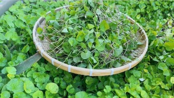 Chống rụng tóc,  kích thích mọc tóc, rau má