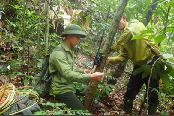 Loài vật quý hiếm tại Việt Nam, mang Pù Hoạt