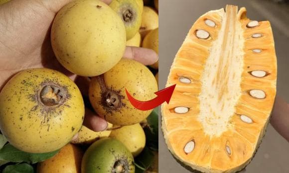 Thị chín thì mít sượng, thị chín không nên mua mít, cách chọn mít ngon