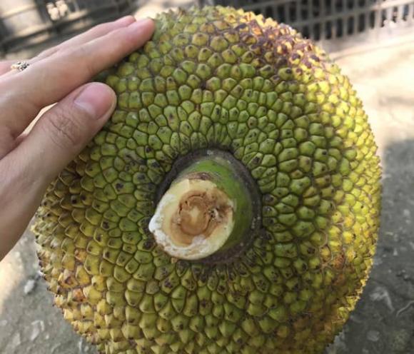 Thị chín thì mít sượng, thị chín không nên mua mít, cách chọn mít ngon