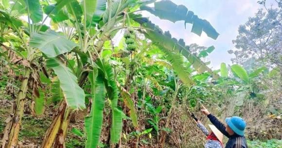 Chuối phấn vàng, mô hình trồng chuối phấn vàng
