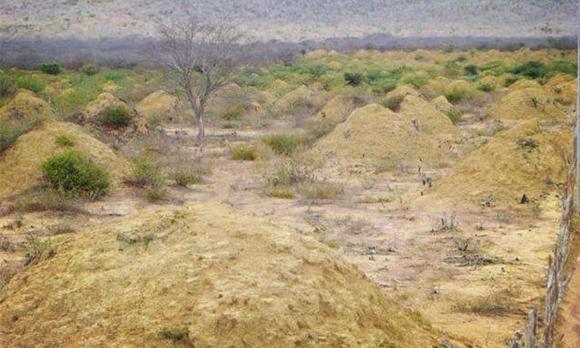 Vua hề chèo, Quốc Anh, sao Việt