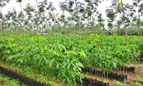 Việt Nam nhập khẩu cao su, cao su
