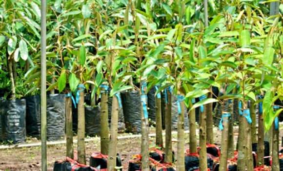 Việt Nam nhập khẩu cao su, cao su
