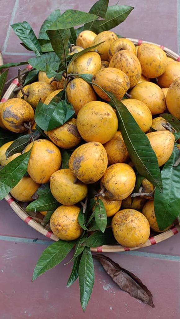 trứng gà, quả bơ, kiến thức