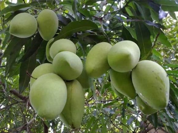 Cây phong thuỷ, cây mít, cây xoài