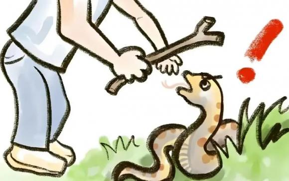 đánh rắn đánh 7 tấc, 7 tấc của rắn nằm ở đâu, điểm yếu chí mạng của rắn