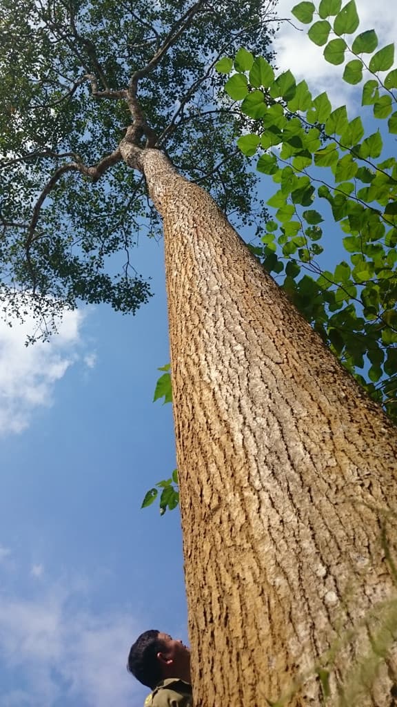 gỗ quý, gỗ cù hương, kiến thức
