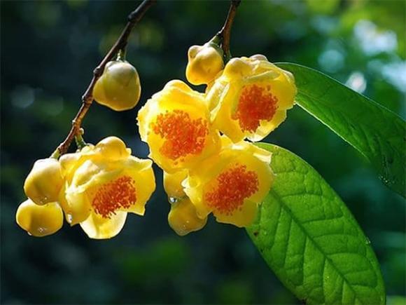 Trà hoa vàng, Kim hoa trà, kiến thức