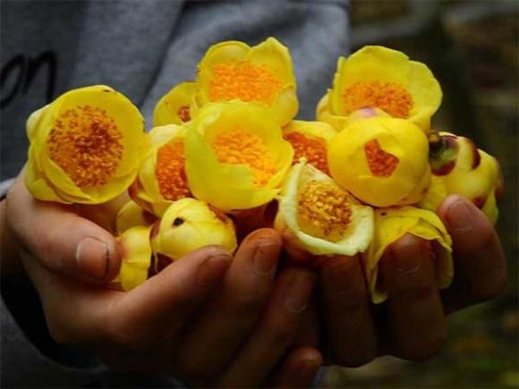 Trà hoa vàng, Kim hoa trà, kiến thức