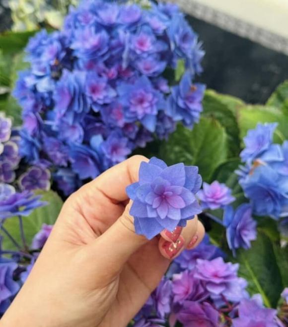 sao nữ giàu nhất miền Bắc, Cẩm tú cầu, Lã Thanh Huyền 
