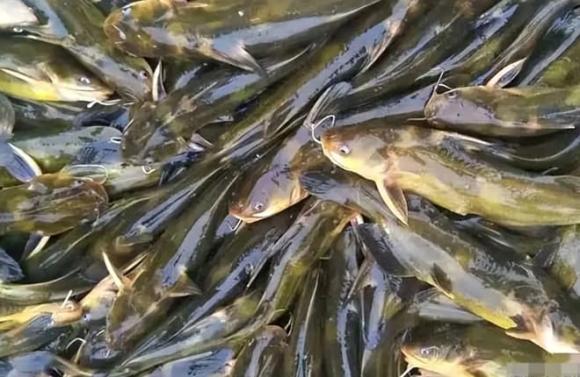 cá trê, Cá chẽm (vược), Cá diếc, 3 loại cá nước ngọt