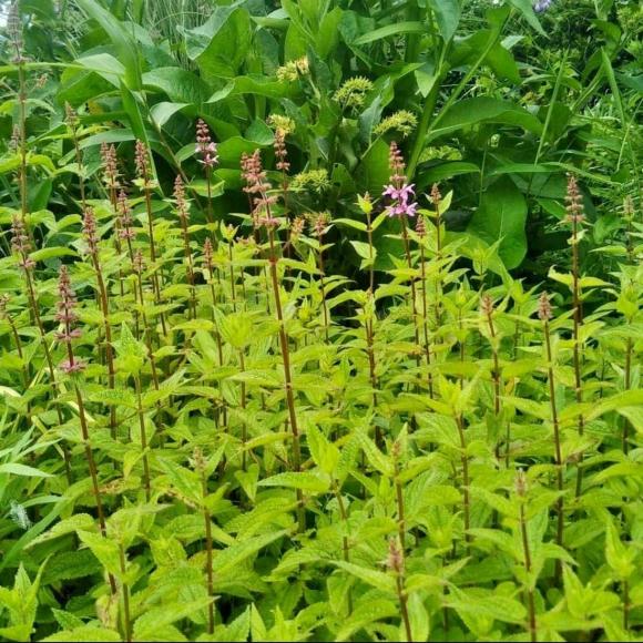 loại rễ cây như nhân sâm của người nghèo, kiến thức