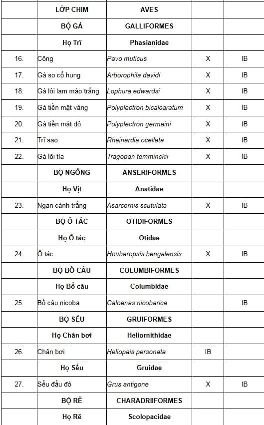 Gà lôi trắng, động vật thuộc nhóm nguy cấp được bảo vệ