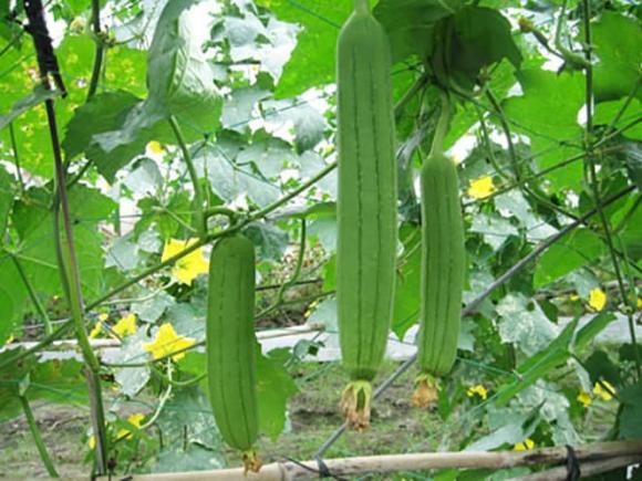 nhân sâm của người nghèo, Loại cây quen thuộc làm thuốc chữa bệnh, kiến thức