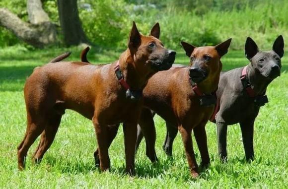 chó Phú Quốc , quốc khuyển, báu vật sống của Việt Nam