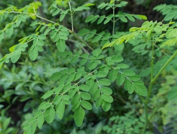 Rau chùm ngây, rau ngót, loại rau có canxi gấp 4 lần sữa