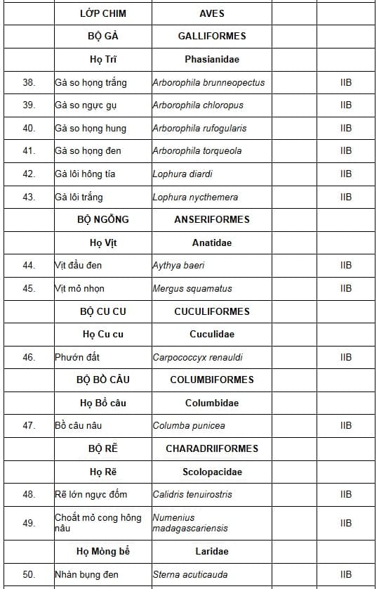 Gà lôi trắng, động vật thuộc nhóm nguy cấp được bảo vệ