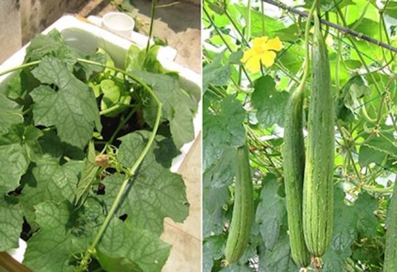 nhân sâm của người nghèo, Loại cây quen thuộc làm thuốc chữa bệnh, kiến thức