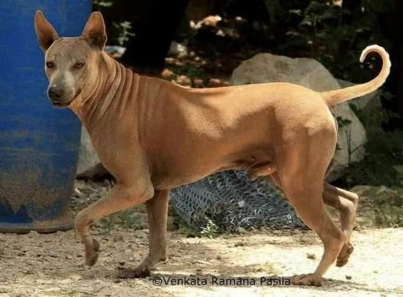 chó Phú Quốc , quốc khuyển, báu vật sống của Việt Nam