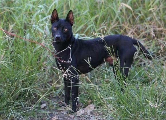 chó Phú Quốc , quốc khuyển, báu vật sống của Việt Nam