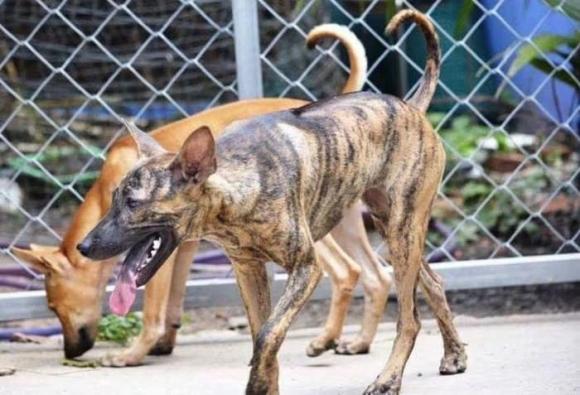 chó Phú Quốc , quốc khuyển, báu vật sống của Việt Nam