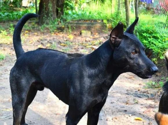 chó Phú Quốc , quốc khuyển, báu vật sống của Việt Nam
