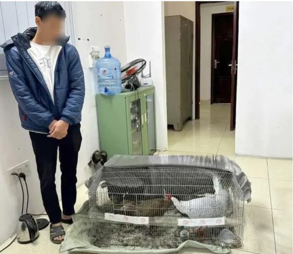 Gà lôi trắng, động vật thuộc nhóm nguy cấp được bảo vệ