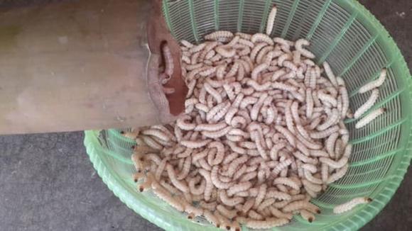 Món ăn ngọ nguậy, đuông dừa, sâu tre