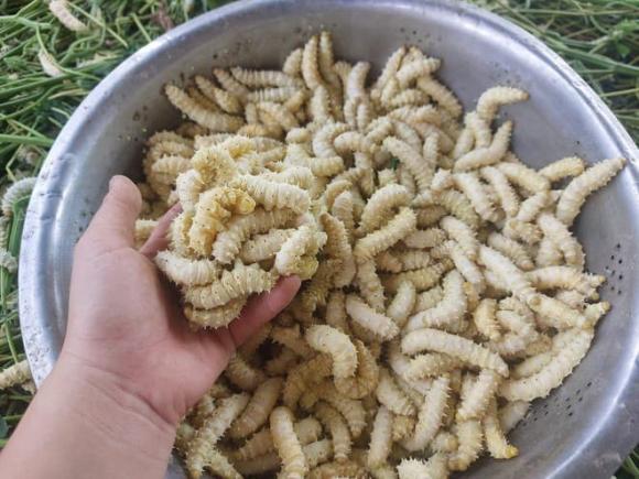 Món ăn ngọ nguậy, đuông dừa, sâu tre