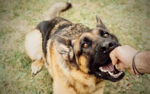 làm gì khi chó tấn công, cách thoát hiểm khi chó tấn công