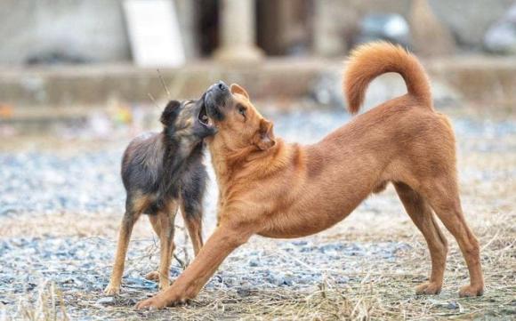 làm gì khi chó tấn công, cách thoát hiểm khi chó tấn công